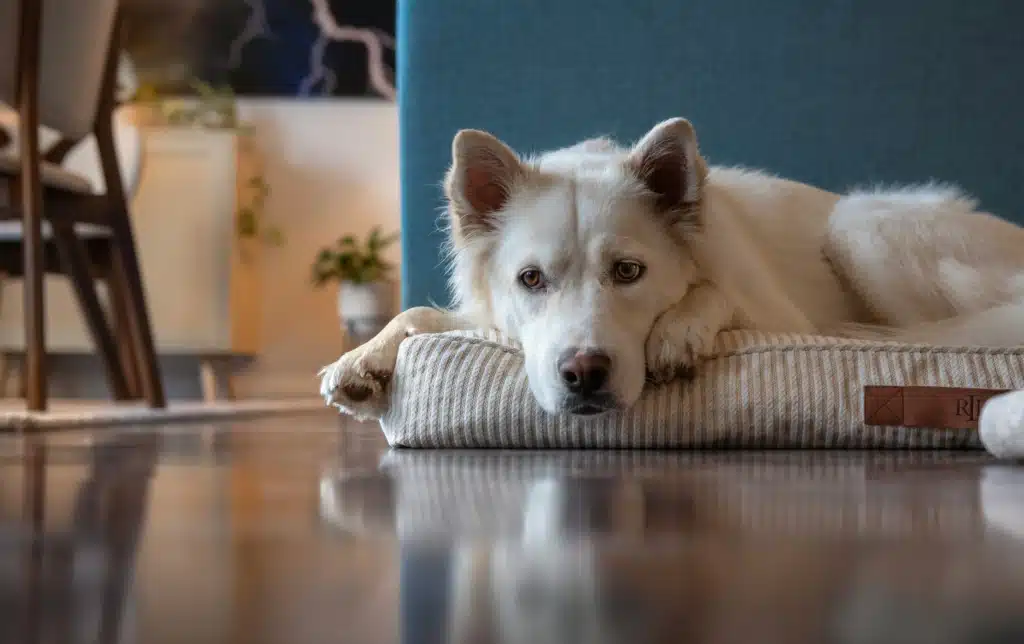 Chien anxieux couché sur son lit après un changement de routine lié à la rentrée scolaire