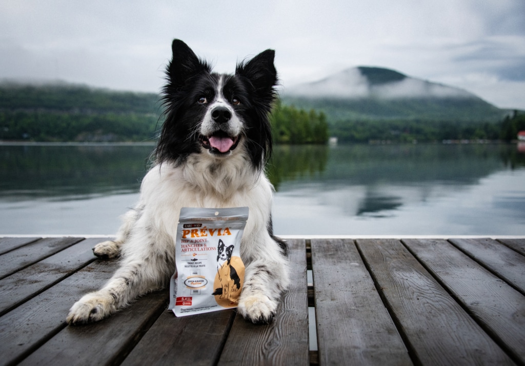 Chien couché sur un quai au bord d’un lac avec un sac de gâteries PRÉVIA Hanches et articulations.