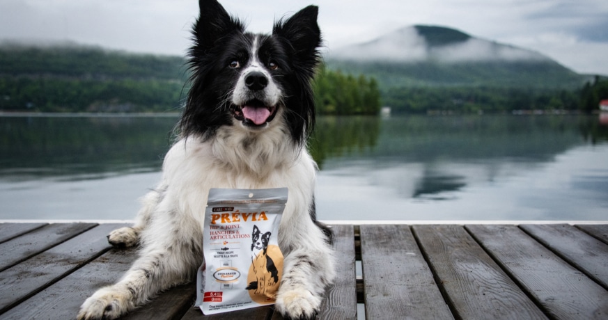 Chien couché sur un quai au bord d’un lac avec un sac de gâteries PRÉVIA Hanches et articulations.