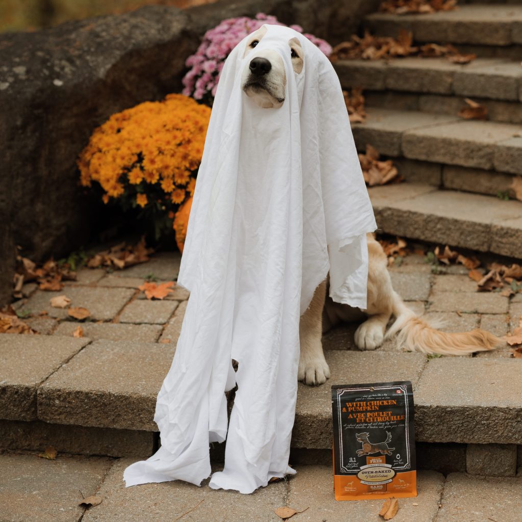 Chien déguisé en fantôme pour l’Halloween à côté d’un sac de gâteries au poulet et à la citrouille.