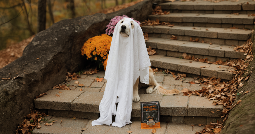 Chien déguisé en fantôme pour l’Halloween à côté d’un sac de gâteries au poulet et à la citrouille.