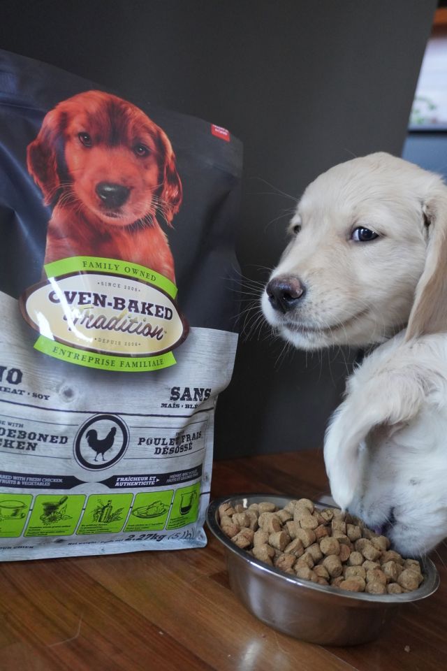 From an early age, they love Oven-Baked Tradition 🐶
.
.

Dès leur plus jeune âge, ils adorent la nourriture cuite au four Oven-Baked Tradition 🐶
#ovenbakedtradition #petfood #puppy