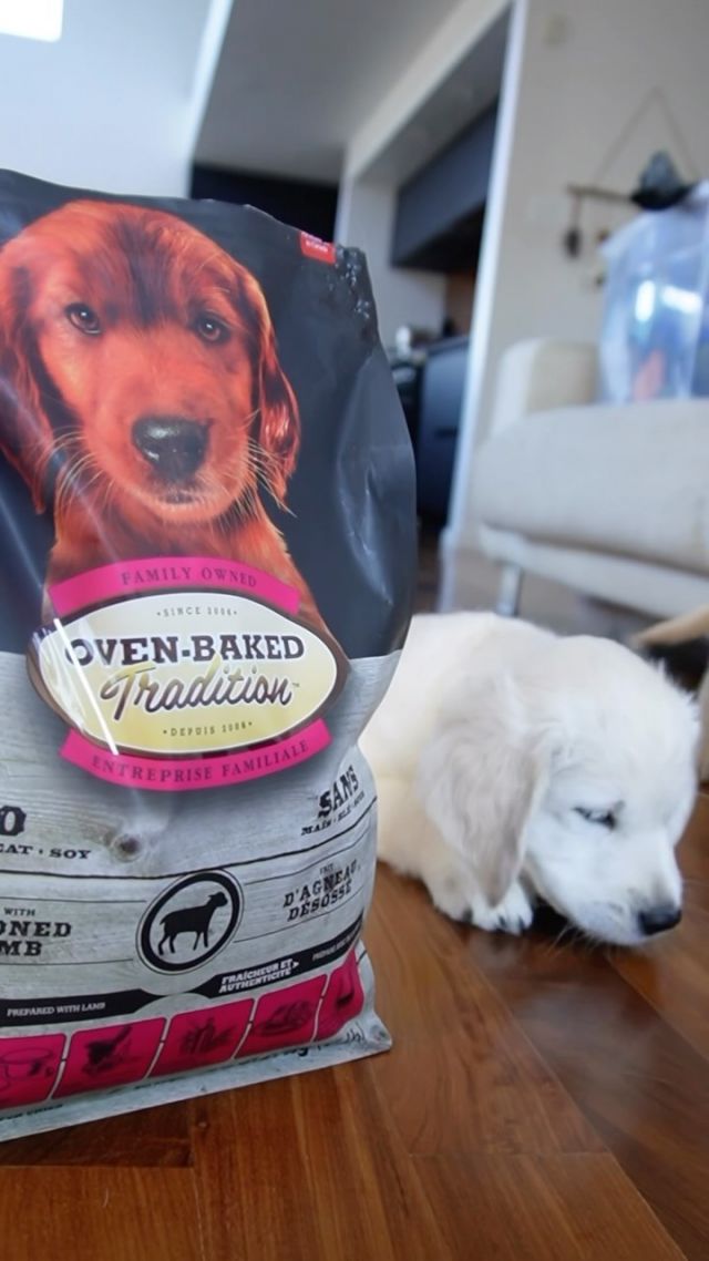 From an early age, puppies can enjoy the benefits of Oven-Baked Tradition products 🐶
Visit our website to learn about our variety of puppy products 🤍
.
.
Dès leur plus jeune âge, les chiots peuvent bénéficier des avantages des produits cuits au four d'Oven-Baked Tradition 🐶
Visitez notre site web pour connaître la variété de produits pour chiots 🤍

#ovenbakedtradition #petfood #puppyfood